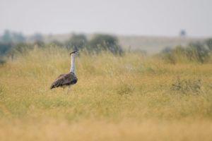 Panel to prevent extinction of Great Indian Bustard and the Lesser Florican_50.1