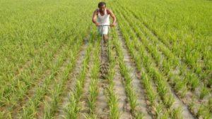 Govt hikes MSP of Kharif crops for 2019-20 season_50.1