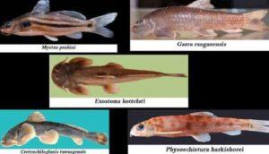 5 New fish species discovered in Arunachal Pradesh_50.1
