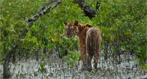 Discovery, WWF tie up to preserve Sundarbans_50.1