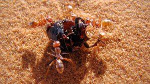 World fastest ant "Saharan silver ant" found in northern Sahara_50.1