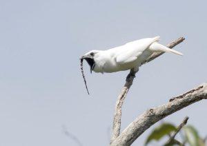 Amazon's male white bellbird is the world's loudest bird_50.1