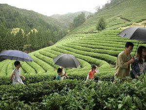 Darjeeling's green and white teas get GI tag_50.1