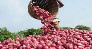 MMTC to import 11000 MT of Onions from Turkey_50.1