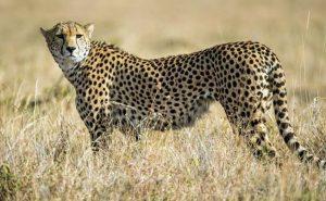 SC allows introduction of African cheetah in India_60.1