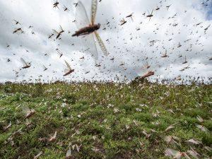 Pakistan declares national emergency to battle locust swarms_60.1