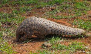 9th World Pangolin day 2020_4.1