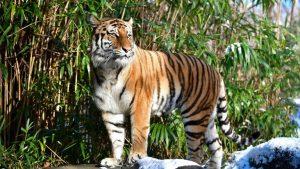 4-year-old Malayan tiger "Nadia" tests positive for coronavirus_4.1