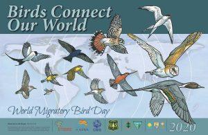 World Migratory Bird Day observed globally on 9 May_50.1