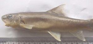 New fish species discovered in Arunachal Pradesh_50.1
