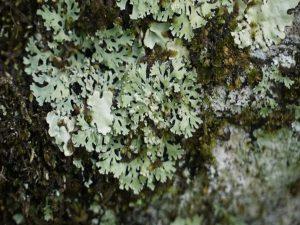 U'khand forest department develops India's 1st lichen park_50.1
