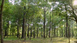 Poba Reserve Forest in Assam will be upgraded to Wildlife Sanctuary_4.1