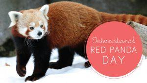International Red Panda Day 2020_50.1