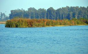 Asan Conservation Reserve becomes Uttarakhand's 1st Ramsar site_50.1