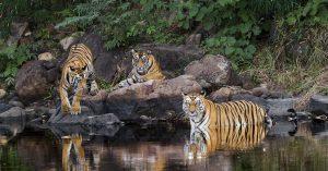 UNESCO allots India's Panna Tiger Reserve 'Biosphere Reserve' status_60.1