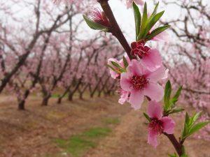 5th India International Cherry Blossom Festival cancelled_4.1