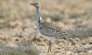 Pakistan Permits Dubai Royals to Hunt 'Houbara bustard'_4.1