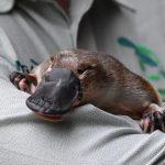 Australia building world’s first platypus sanctuary