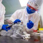 Russia registers world's 1st Covid vaccine Carnivac-Cov for animals