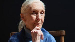 Naturalist Jane Goodall wins 2021 Templeton prize for life's work_4.1
