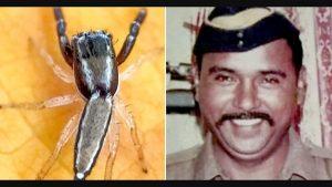 New jumping spider species named after 26/11 martyr Tukaram Omble_4.1