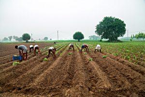 Ladakh signs MoU with Sikkim to turn UT organic by 2025_4.1