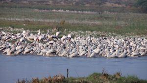 Kazhuveli Wetland declared as 16th Bird Sanctuary of Tamil Nadu_4.1