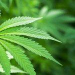 Malta becomes first European nation to approve cannabis for personal use