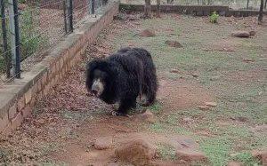 India's oldest sloth bear 'Gulabo' passes away at Van Vihar National Park_4.1