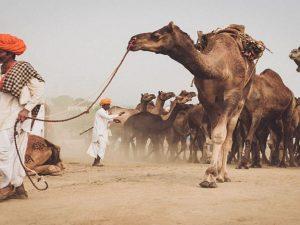 Rajasthan govt announces 'Camel Protection and Development Policy'_4.1