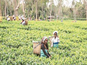 Tripura Govt announced "Mukhyamantri Chaa Srami Kalyan Prakalpa" scheme_4.1