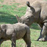 First wildlife bond issued by World Bank to save Africa’s black rhino