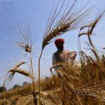 Indian Government Prohibited the Wheat Export with Immediate Effect