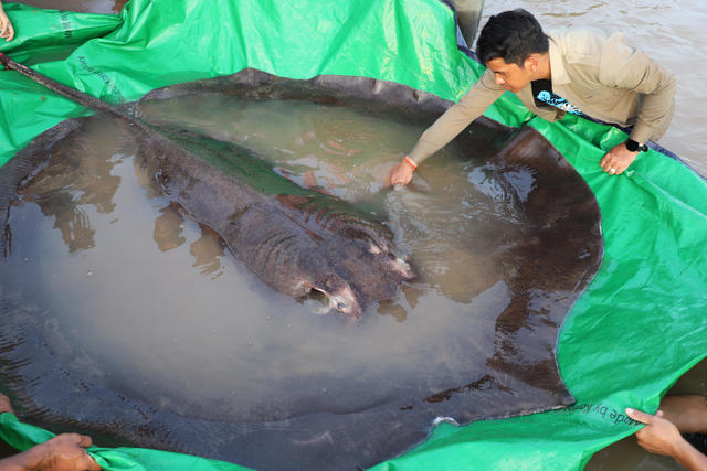 Huge Stingray breaks the record for the Biggest Freshwater Fish