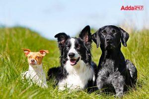 International Dog Day 2022 celebrates on 26th August_4.1