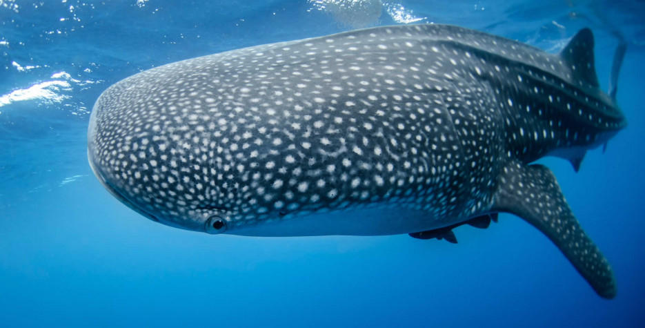 International Whale Shark Day 2022