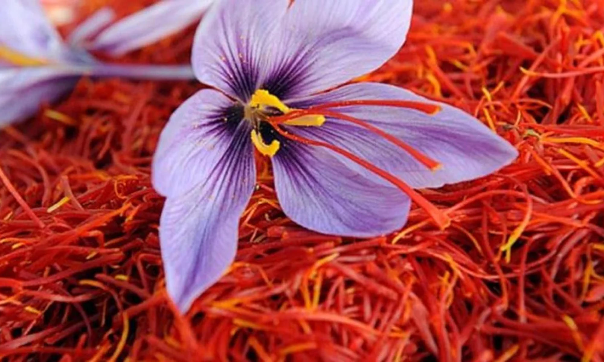 Saffron from Kashmir GI-tagged