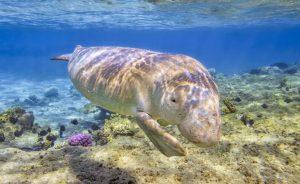 Nation gets its first Dugong Conservation Reserve in Tamil Nadu_4.1