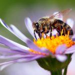 US Approves World’s First Vaccine for Declining Honey Bees