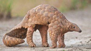 World Pangolin Day 2023 observed on February 18th_4.1