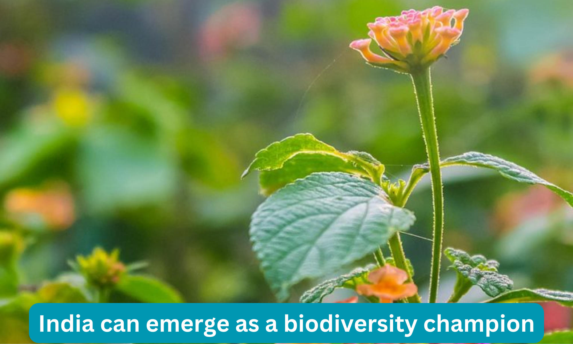 India can emerge as a biodiversity champion