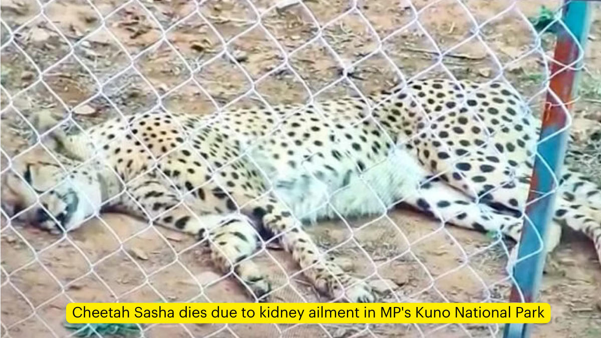 Cheetah Sasha dies due to kidney ailment in MP's Kuno National Park