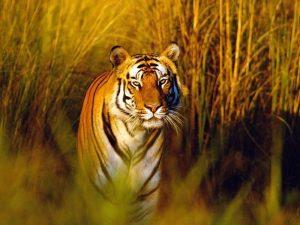 UP's Suhelwa sanctuary records first photographic proof of tigers_4.1