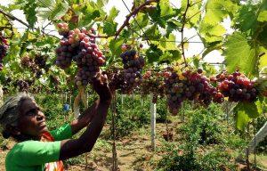 Tamil Nadu's Cumbum grapes get GI tag_4.1