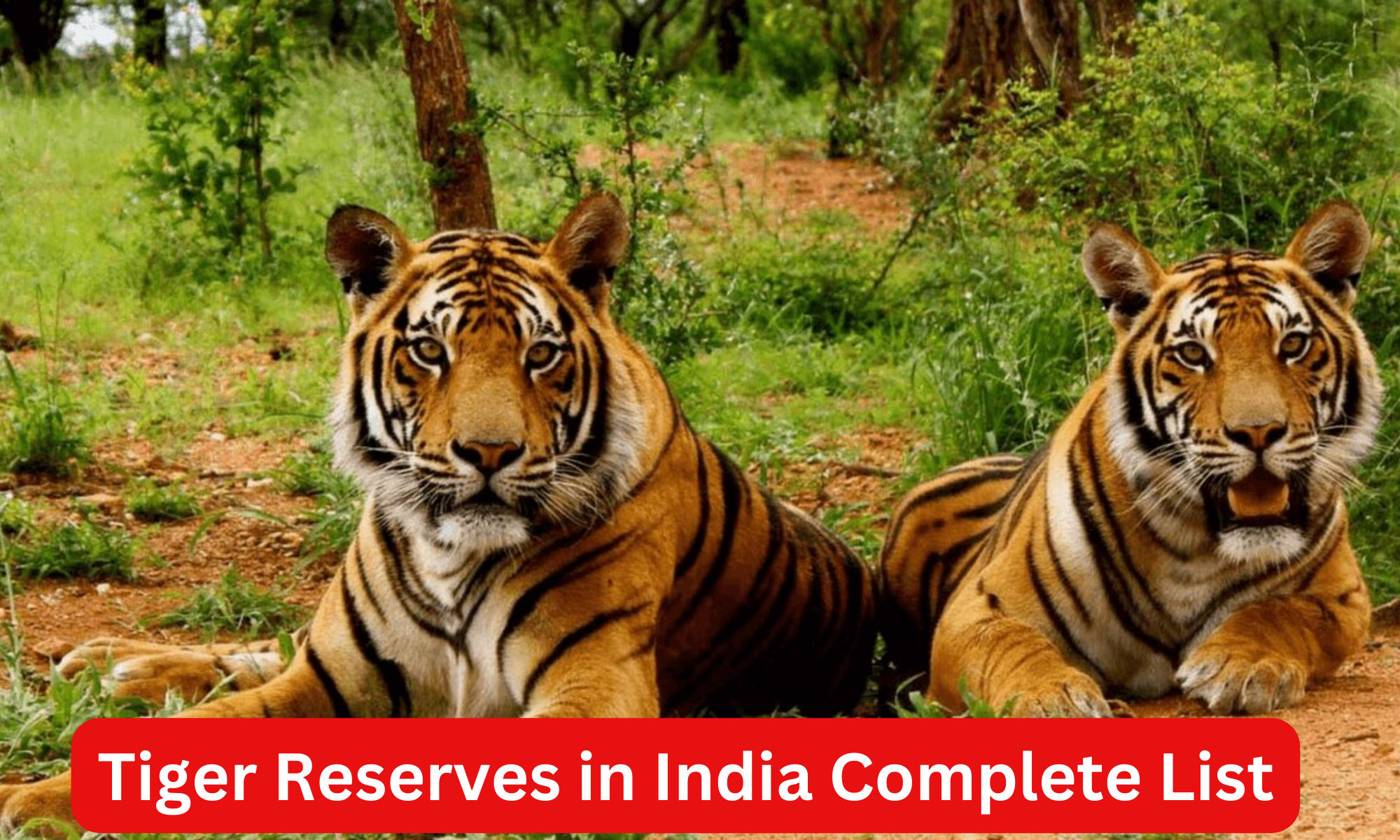 Tiger Reserves in India Complete List and Importance