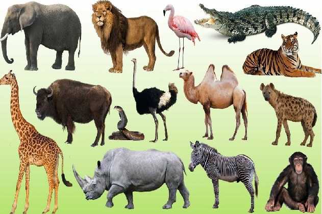 List of Indian State/UT Animal 2023