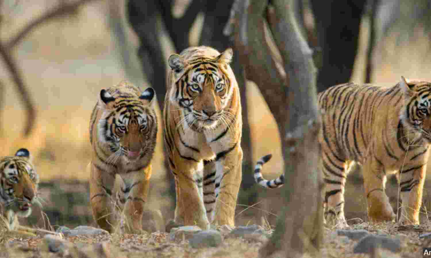 India's Tiger Population Reaches 3,925 with 6.1% Annual Growth Rate, Holds 75% of Global Wild Tiger Population