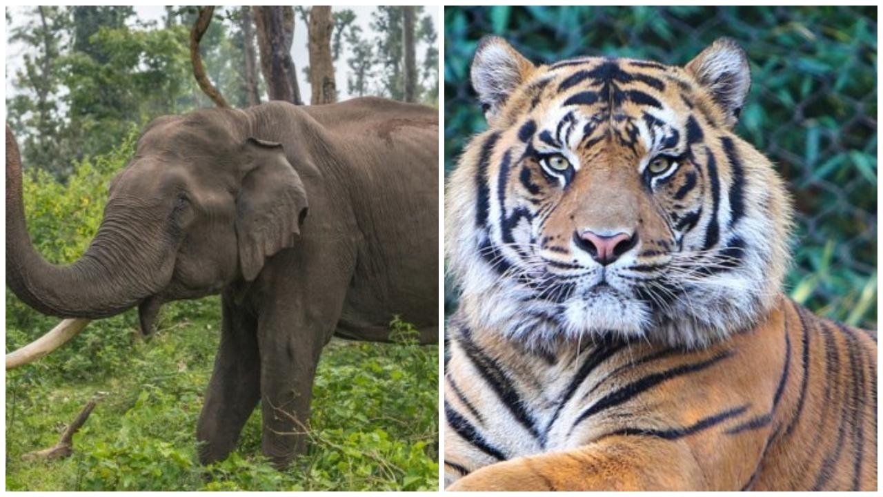 Project Tiger merges with Project Elephant