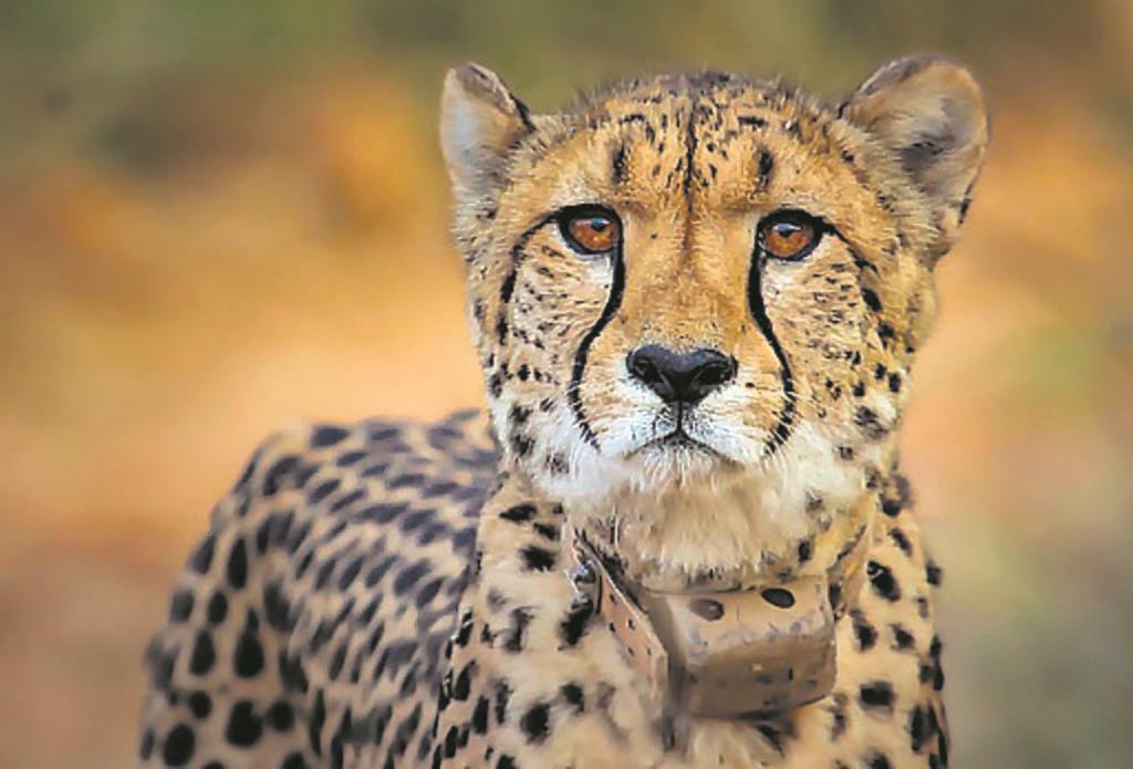 One more Cheetah dies at Kuno Park, taking toll to nine