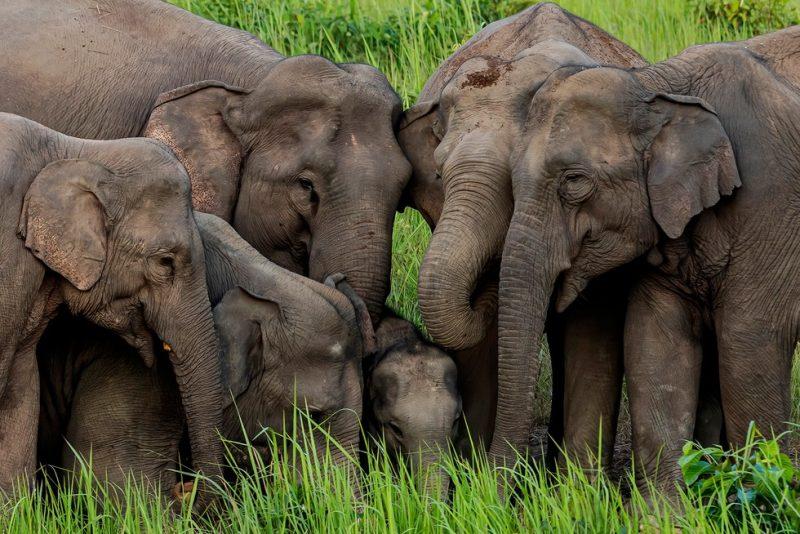 Number Of Elephants Goes Up By 346 From Last Count, Touches 6,395 In Karnataka
